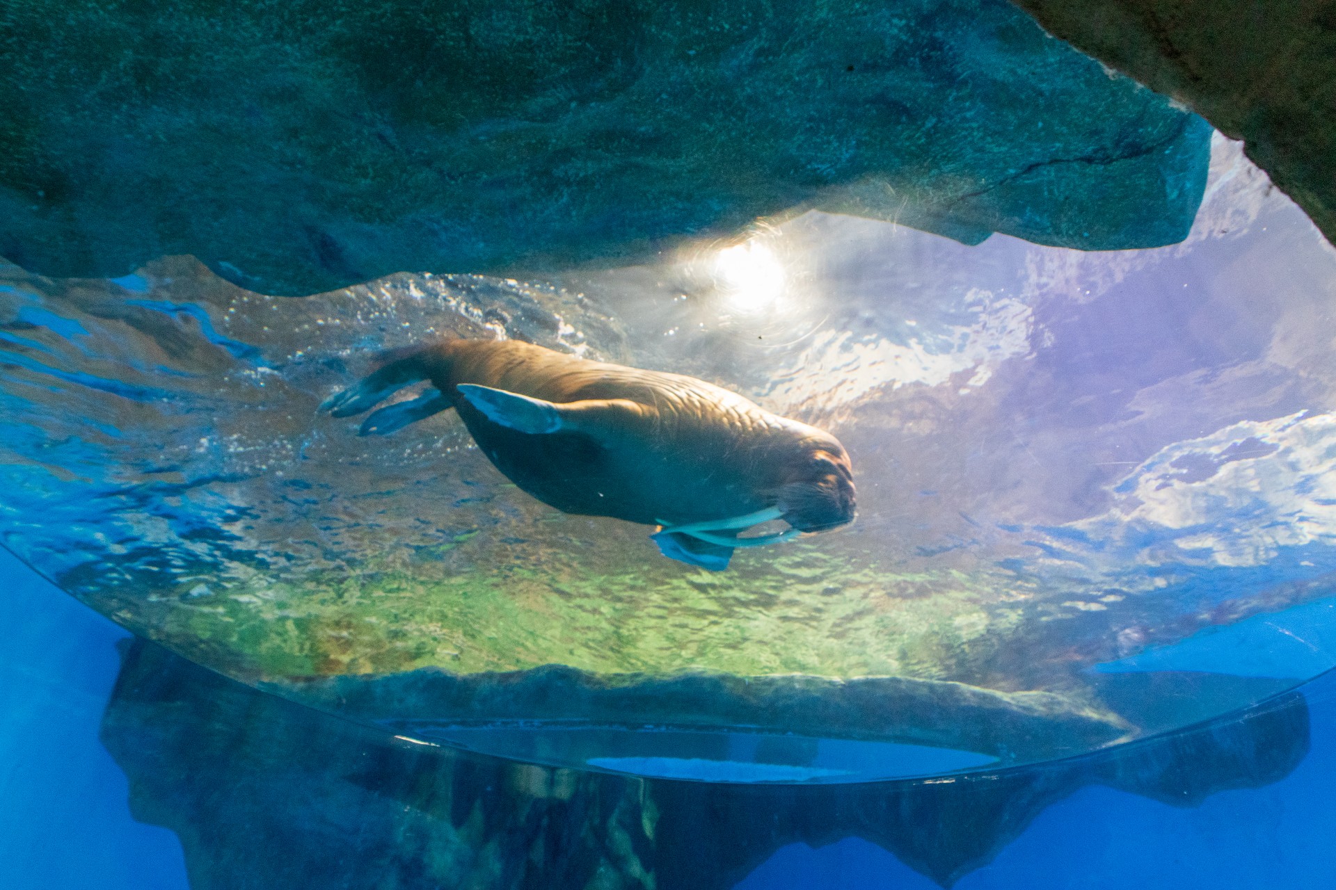 @2024 Ocean Park, Hong Kong